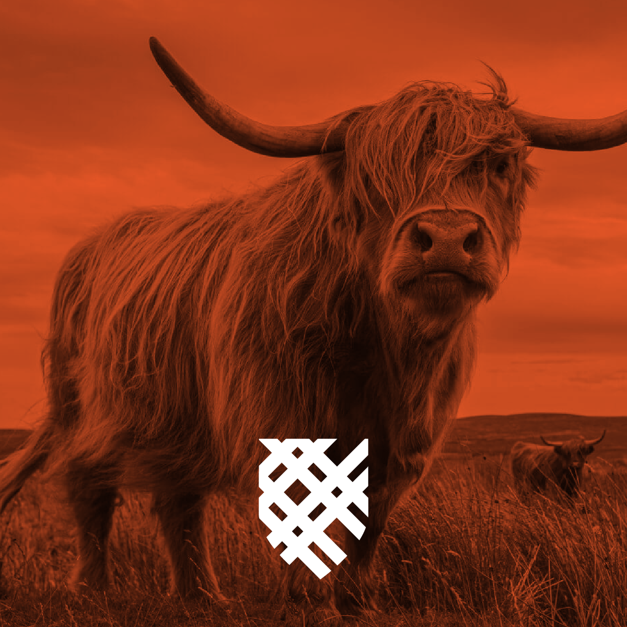 A Highland cow with long horns standing in a field, with an orange filter and Macalester shield over the image