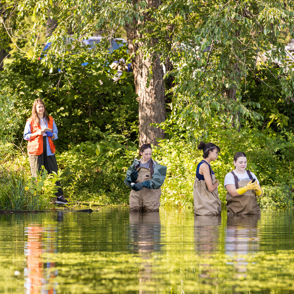 Students and Professor Anika Bratt surveying a pond for toxins produced by harmful harmful algal blooms