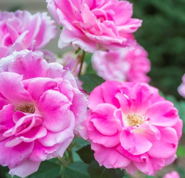 A close-up of pink flowers with green grass in the background