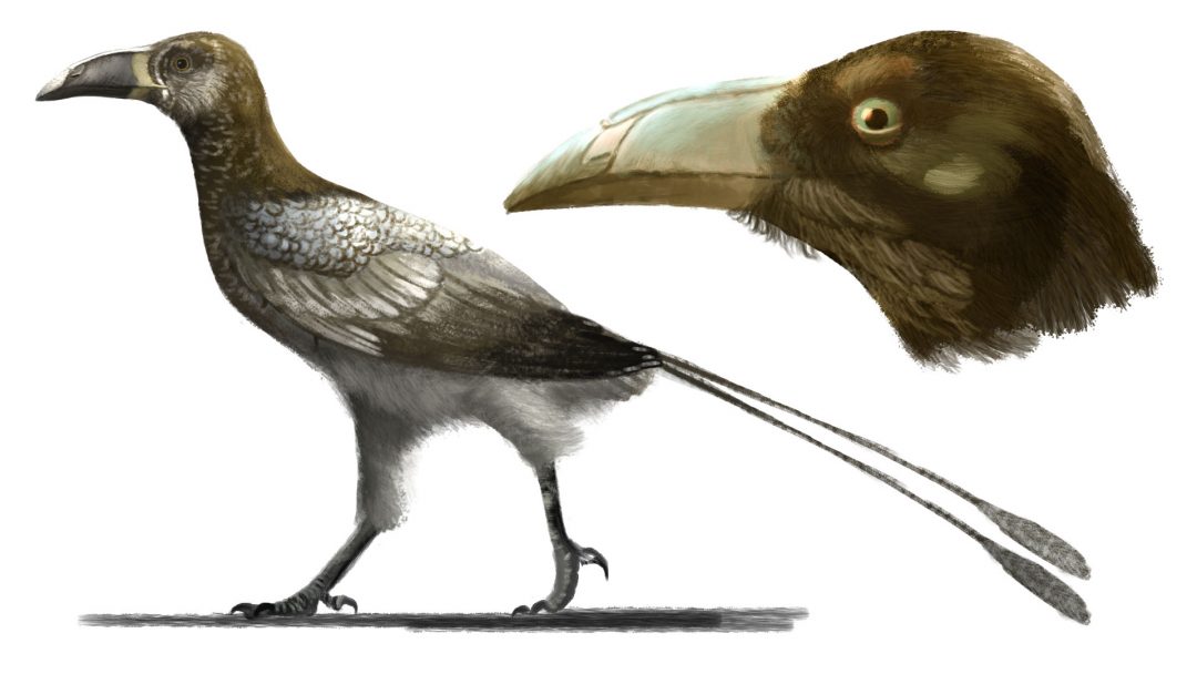 With rare fossil bird discovery, geology professor closer to solving ...