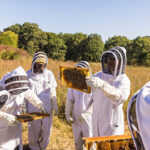 Six people wearing beekeeping suits stand in a field of tall grass examining frames of honeycomb