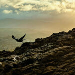 Crane takes flight from a rocky cliff by the ocean in Scotland