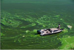 Algal Bloom in Lake Eerie