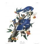 John James Audubon’s Birds of America