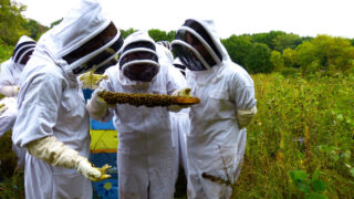 Three people in beekeeping suits examine a beehive frame.